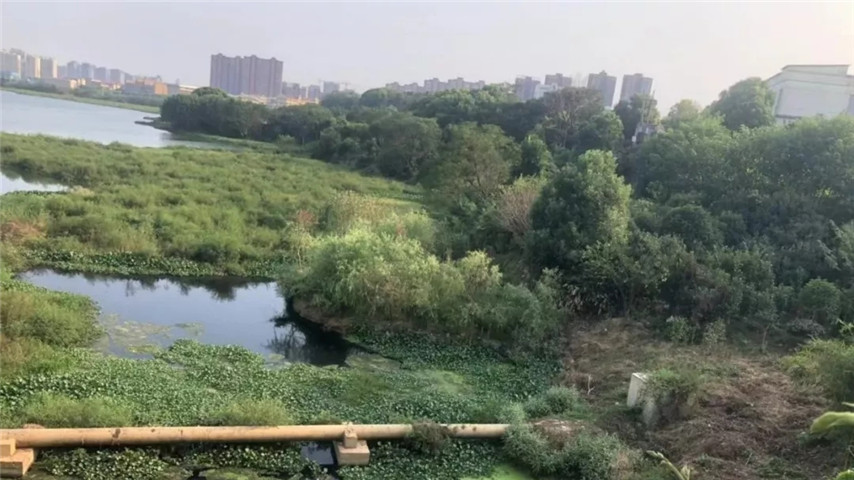 工匠乐鱼(中国)召开黄家湖上湖湖体综合整治工程现场调度会